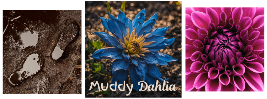 Muddy Dahlia